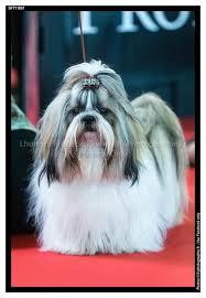 Ispahan Dit Pacha Male Shih Tzu De 13 Mois Nationale D Elevage De Montlucon Le 15 Mars 2014 Credit Photo Lf Photographies Shih Tzu Chien Canin