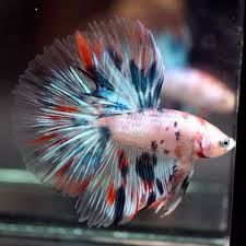 Live Betta Fish Gorgeous Multi Colors Koi Galaxy Halfmoon Hm Male 220 Betta Fish Betta Fish