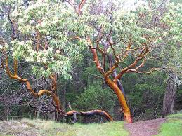 Grown in washington usa (filmed in nyc)next episode: Madrone Arbutus Menziesii California Plants California Native Plants Madrone