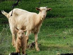Goat's milk is naturally mild and provides a good basis for baby formula. La Cabra Y Su Cabrita Bild Von Rutas Para Senderismo En San Lorenzo De El Escoria San Lorenzo De El Escorial Tripadvisor