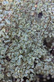 Image result for Pittosporum tenuifolium