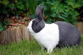 Smaller mammals like gerbils and hamsters can also have insurance, though their. Hare Vs Rabbit Difference And Comparison Diffen