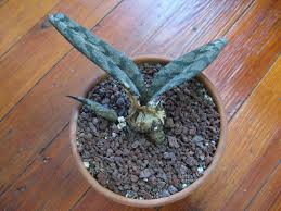 Image result for Oeceoclades