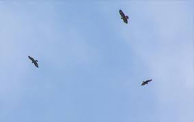 De buizerd (buteo buteo) is een middelgrote tot grote roofvogel uit de familie van de havikachtigen. Vijf Buizerds Gespot Boven Meeuwen Het Belang Van Limburg Mobile