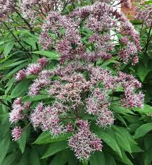 Image result for Nidorella pinnata