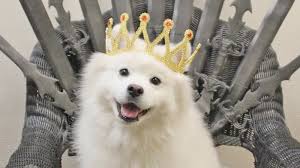 Today is grooming day, which means all of the pets must be bathed so that they can start the week off fresh and clean. Morris Animal Inn Is A Luxury Pet Resort Gives Dogs And Cats The Royal Treatment 6abc Philadelphia