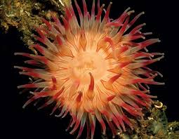 We did not find results for: Klasifikasi Coelenterata Dan Gambarnya Dosenbiologi Com