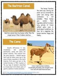 Search the world's information, including webpages, images, videos and more. Ù†Ø¹Ù†Ø§Ø¹ Ù†Ø§ÙŠÙ„ÙˆÙ† Ø³Ø§Ø¨Ù‚Ø© Short Paragraph On Camel Sibecology Com