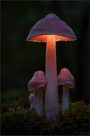 Illuminated Fungi Photography By Moonshroom Stuffed Mushrooms Mushroom Pictures Magical Mushrooms