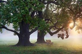 Minecraft Java Edition - Dark Oak Trees Are Not Growing Even Though All  Requirements Are Met - Arqade