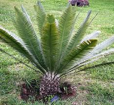 Image result for Solanecio cydoniifolius