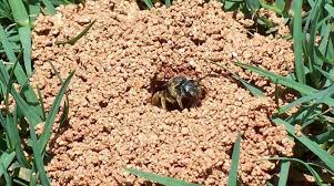 Mixing a spray bottle with equal parts of water and vinegar can help to get rid of ground bees. Miner Bees In Your Lawn What To Do About Ground Nesting Bees