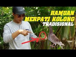 January 17, 2019august 26, 2015 by pecinta binatang. Cara Membuat Ramuan Untuk Mata Merpati Kolong Agar Joss Youtube
