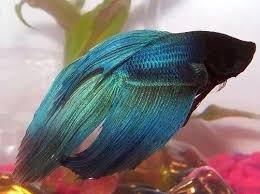 The original domestic betta in the usa scientific name masillamoni bred the male to his one remaining delaval female, and was rewarded with one fish that. Beryl Means Blue Turquoise Veiltail Betta Boy Betta Betta Fish Fish Pet