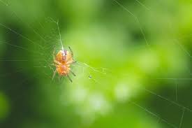 baby spider garden spider baby yellow spider