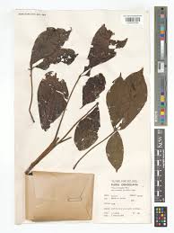 Image result for Vitex ferruginea