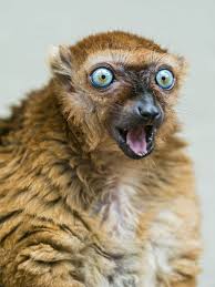 Those quests trigger upon completion of another quest. Female Sclaters Lemur Wow Look At Those Eyes Also Known As The Black Blue Eyed Lemur Critically Endan Funny Looking Animals Animals Beautiful Animal Planet