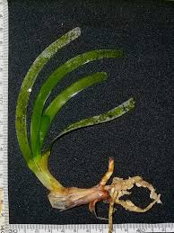 Image result for Thalassia hemprichii