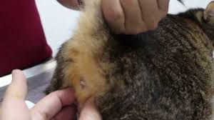 He needs immediate medical attention. A Cat Loses Hair In His Lower Flanks Belly Tail And In Between His Shoulders Part 1 Youtube