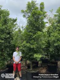 Image result for Grewia trichocarpa