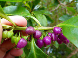 Image result for Myoporum laetum