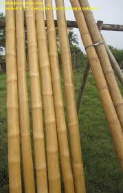 We did not find results for: Bamboo Poles Solid Natural Sanded W Pu Coated Ideal For Constructed Fence Rails Constructed Bar Sets Huts Kits Tr Bamboo House Bamboo Poles Fence Decor