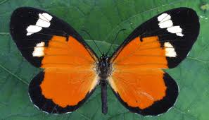 Image result for Erianthemum schelei