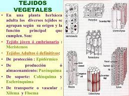 Tejidos Vegetales En Una Planta Herbacea Adulta Los Diversos Tejidos Se Agrupan Segun Su Origen Y La Funcion Principal Que Cumplen Son Tejido Joven Ppt Video Online Descargar