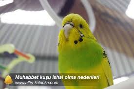 muhabbet kusu ishal olmasi muhabbet kusu hastaligi altin kulucka