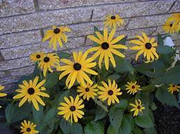 Rudbeckia Is A Plant Genus In The Sunflower Family The Species Are Commonly Called Coneflowers And Black Eyed Susans Plants Black Eyed Susan Sunflower Family