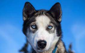 Ce guide vous présentera tout ce que vous devez savoir sur les chiens loups, y compris l'origine, les races de chiens loups, l'apparence, le tempérament, l'alimentation, l'exercice. Entre Chien Et Loup Histoire Du Chien Dossier