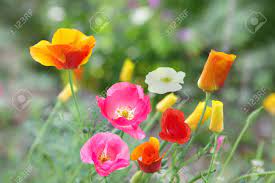 Why do roses change color? Beautiful Poppy Flowers In Different Colors In The Garden Stock Photo Picture And Royalty Free Image Image 5348811