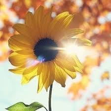 Amo Girassol Uma Flor Linda Cheia De Vida Que Representa A Luz Do Sol A Alegria E A Vivacidade Que A Semana Seja Iluminada Cheia Boas Energias Snapwidget