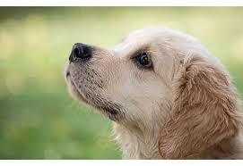 Looking for name ideas for your female dog? 150 Cute Dog Names Starting With V Unique Male Female Dog Names