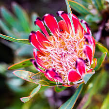 Image result for Hermannia floribunda