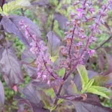 Image result for Ocimum lamiifolium