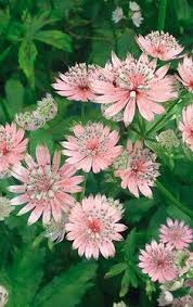 ( / ) farmers daughter craggy tweed dk. 160 Pink Flowering Plants Ideas Plants Planting Flowers Flower Garden
