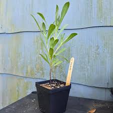 Image result for Bonatea pulchella