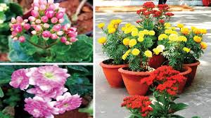 Christmas Kalanchoes The Winter Delight Star Of Mysore