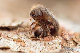 Image result for Corchorus argillicola