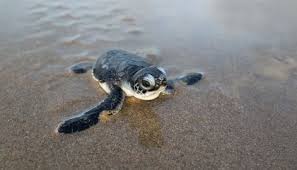 Climate Change Is Turning Green Sea Turtles Female Thats A