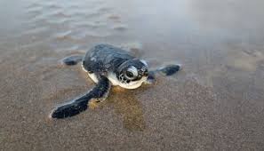 climate change is turning green sea turtles female thats a