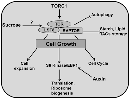 One major level of control is the distribution and orientation of the stiff cellulose microfibrils within the wall. Frontiers Leaf Development A Cellular Perspective Plant Science