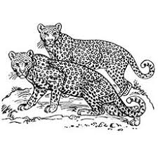 10 best jaguar coloring pages. Top 25 Free Printable Leopard Coloring Pages Online