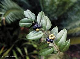 Image result for Memecylon