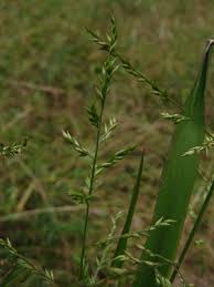 Image result for Sorghastrum fuscescens