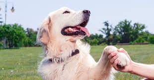Pet care services in hyderabad. 20 Friendliest Dog Breeds January 2021 Pumpkin Pet Care