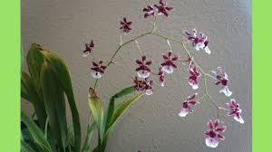Enter maximum price shipping free shipping. Orchid Oncidium Sherry Baby Care Tips Chocolate Orchid Youtube