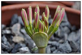 Image result for Brunsvigia