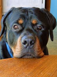 Such A Tender Expression Beautiful Baby Dog Breeds Dogs Rottweiler Puppies